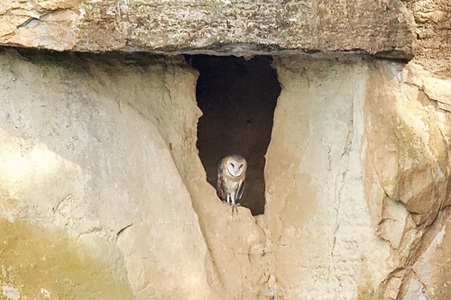 American Barn Owl photographed in Kentucky