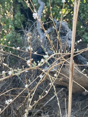 Stephanomeria diegensis