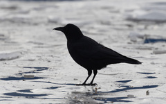 Corvus brachyrhynchos caurinus