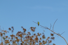 Tersina viridis