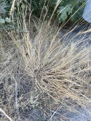 Festuca myuros