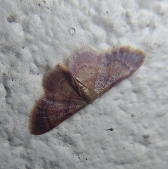 Idaea demissaria