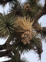 Yucca brevifolia