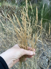 Poa secunda