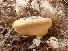 Phellinus igniarius