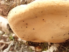 Phellinus igniarius
