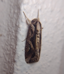 Spodoptera dolichos