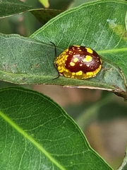 Paropsis maculata