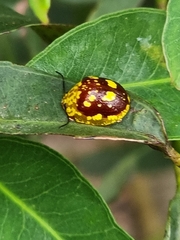 Paropsis maculata