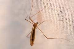 Platytipula