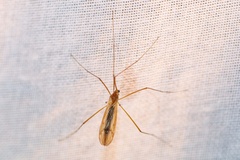Platytipula