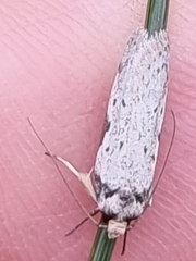 Philobota thiocrossa