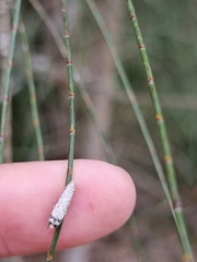 Philobota thiocrossa