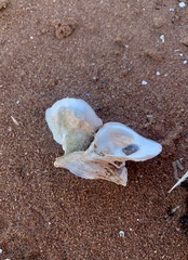 Crassostrea virginica