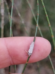 Philobota thiocrossa