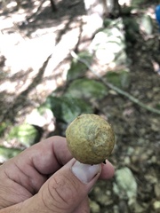 Amphibolips