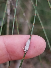 Philobota thiocrossa