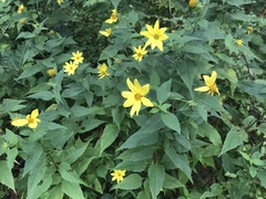 Helianthus decapetalus