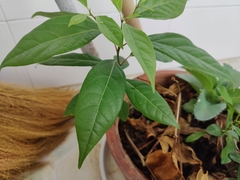 Lauraceae