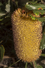 Banksia media