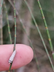 Philobota thiocrossa