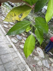 Ficus irisana