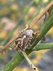 Agonoscelis puberula