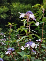 Hydrangea strigosa