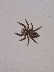 Plexippus paykulli