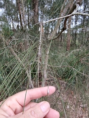 Philobota thiocrossa