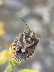 Agonoscelis puberula