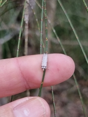 Philobota thiocrossa