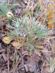 Artemisia sericea
