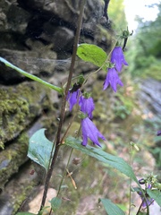 Campanula rapunculoides