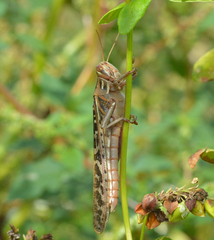 Schistocerca americana