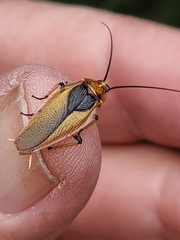 Ellipsidion