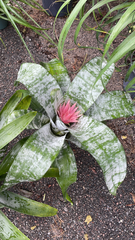 Aechmea fasciata