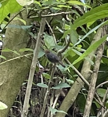 Orthotomus ruficeps