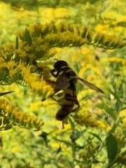 Milesia virginiensis