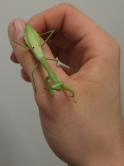 Schizomantodea