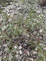 Salix nigra