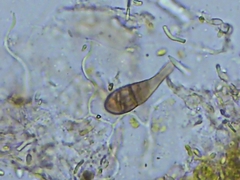 Alternaria