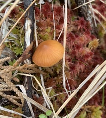 Mycena strobilinoidea