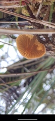 Mycena strobilinoidea