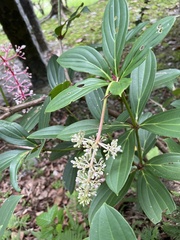 Medinilla formosana