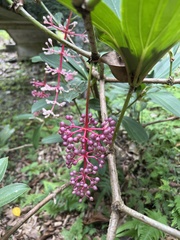 Medinilla formosana