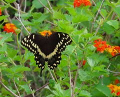 Papilio palamedes