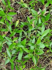 Myoporum acuminatum