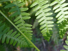 Pteridium
