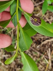 Myoporum acuminatum